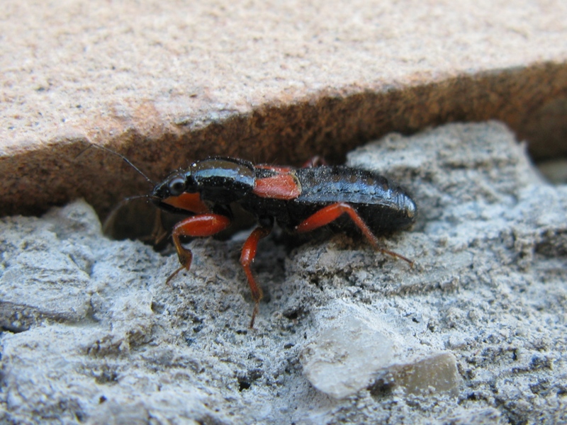 reduviidae? No. Nabidae: Prostemma guttula